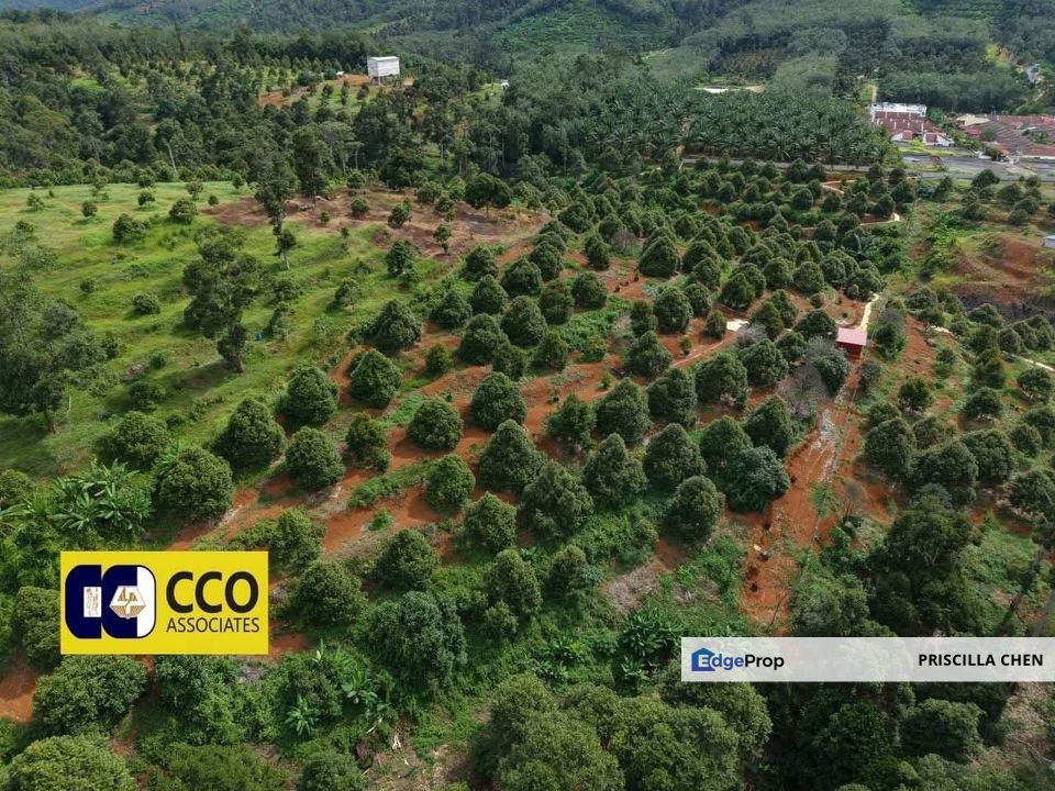 [For Sale]Musang King Durian Farm Kuala Kangsar, Perak, Kuala Kangsar