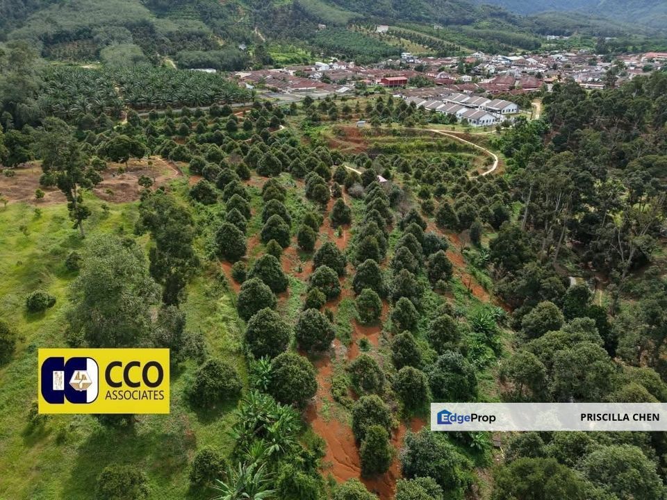 [For Sale]Musang King Durian Farm Kuala Kangsar, Perak, Kuala Kangsar