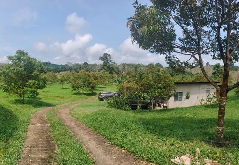 5.6 acre Musang King Durian Orchard for Sale, Kampung Durian Sebatang