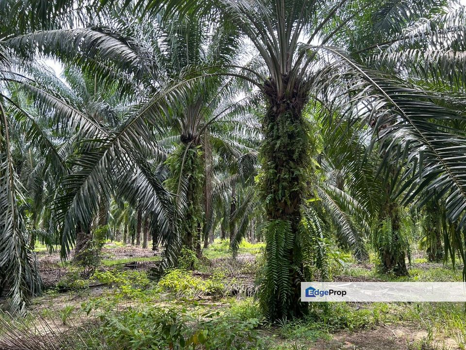 Segari 3.9 ekar Oil Palm Land For Sale., Perak, Lumut