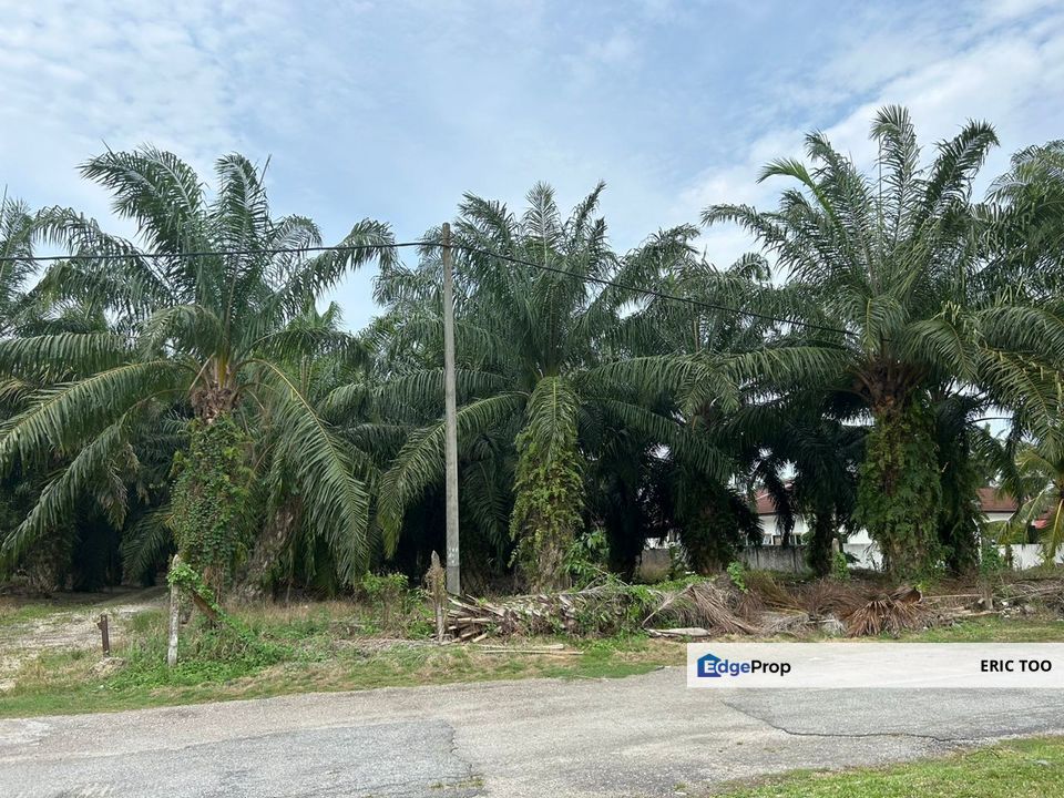 Kg Koh  8.8 Ekar Oil Palm Land For Sale-Kg koh (Sitiawan), Perak, Sitiawan