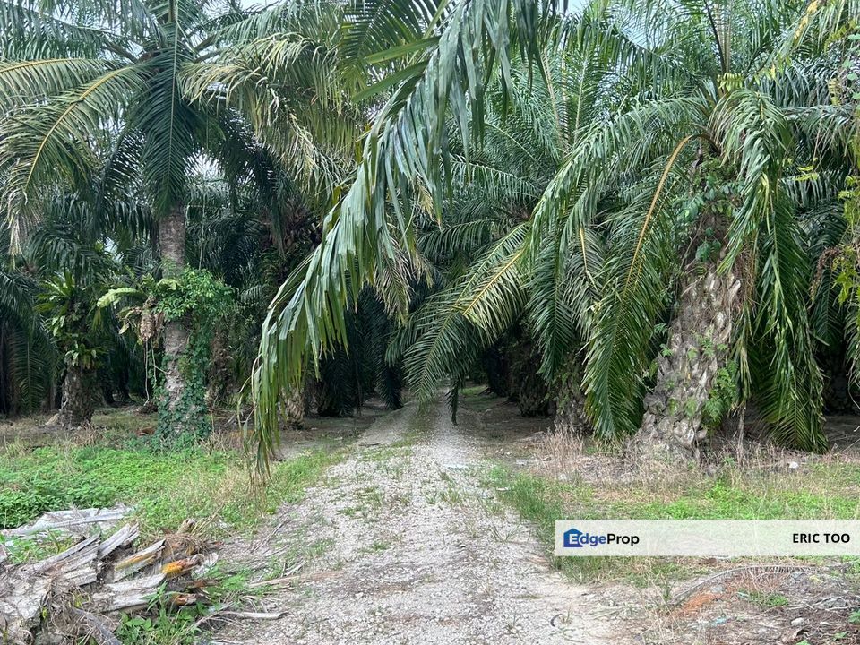 Kg Koh  8.8 Ekar Oil Palm Land For Sale-Kg koh (Sitiawan), Perak, Sitiawan