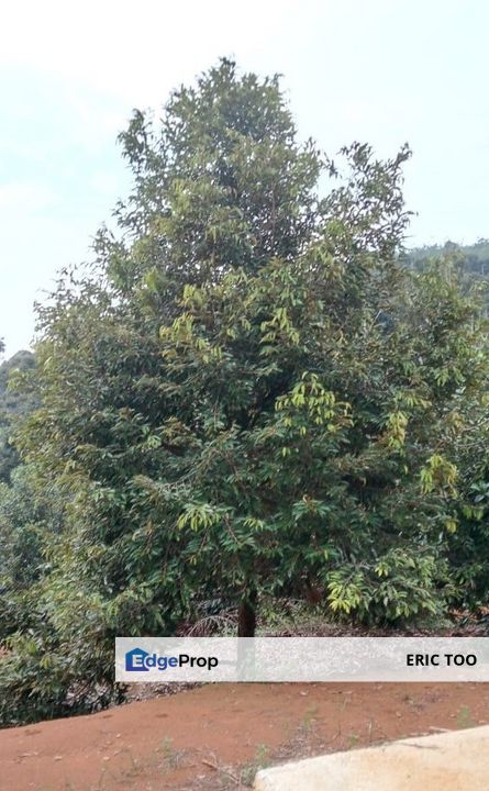 Perak Kuala Kangsar Musang King Farm for sales, Perak, Kuala Kangsar