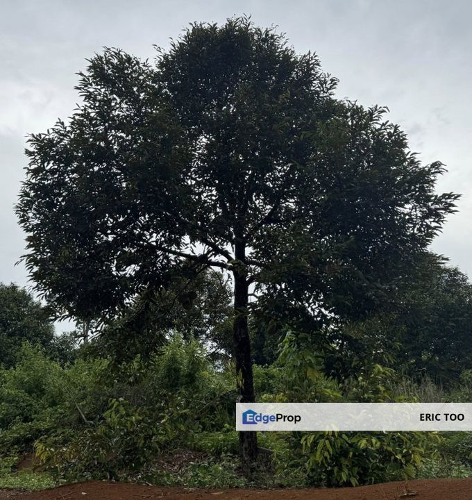 Perak Kuala Kangsar Musang King Farm for sales, Perak, Kuala Kangsar