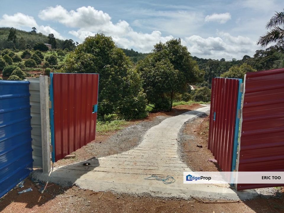 Perak Kuala Kangsar Musang King Farm for sales, Perak, Kuala Kangsar