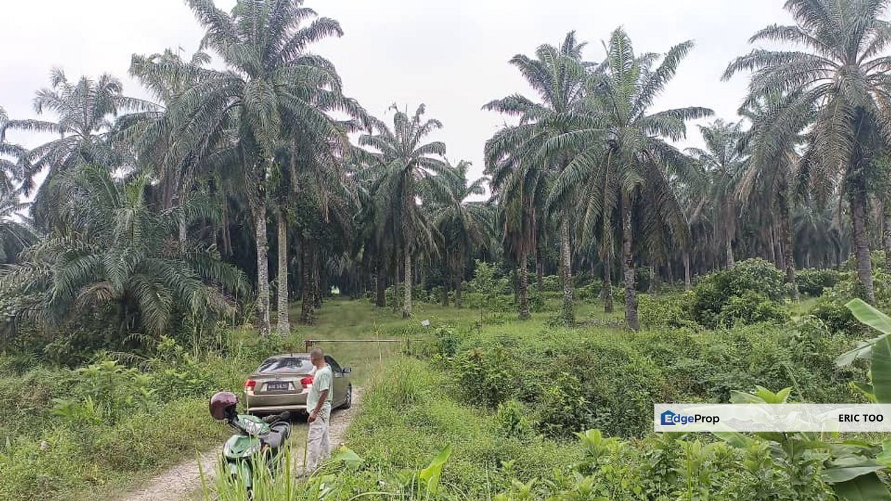 Langkap 18 ekar Oil Palm Land For Sale., Perak, Hilir Perak