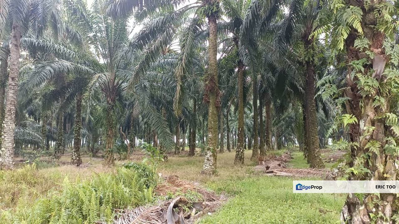 Langkap 18 ekar Oil Palm Land For Sale., Perak, Hilir Perak
