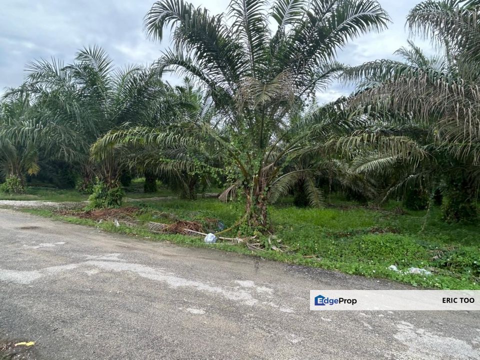 Pekan Gurney Oil Palm Land For Sale Simpang Tiga Sitiawan, Perak, Sitiawan