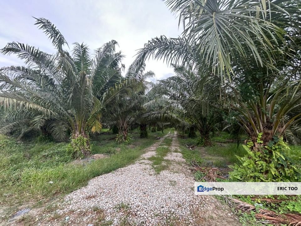 Pekan Gurney Oil Palm Land For Sale Simpang Tiga Sitiawan, Perak, Sitiawan