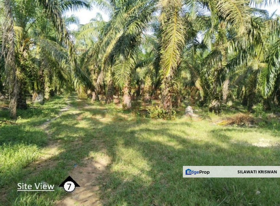 TANAH SAWIT SIMPANG PELANGAI BENTONG FOR SALE TANAH PERTANIAN BEBAS BANJIR FREEHOLD, Pahang, Bentong