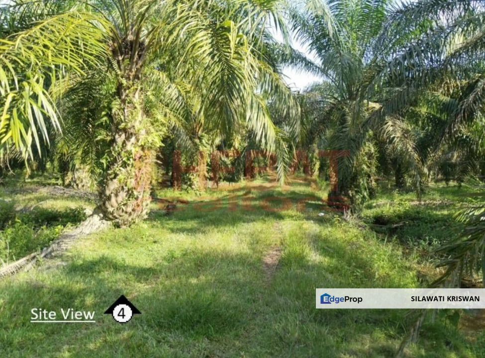 TANAH SAWIT SIMPANG PELANGAI BENTONG FOR SALE TANAH PERTANIAN BEBAS BANJIR FREEHOLD, Pahang, Bentong