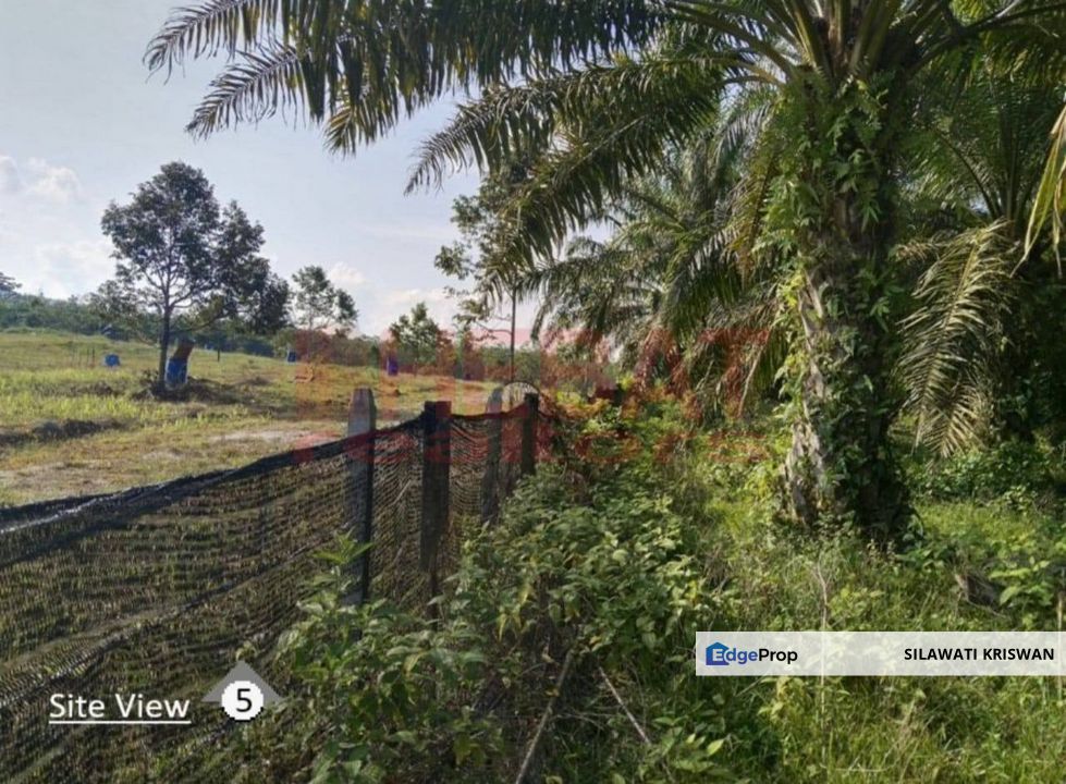 TANAH SAWIT SIMPANG PELANGAI BENTONG FOR SALE TANAH PERTANIAN BEBAS BANJIR FREEHOLD, Pahang, Bentong