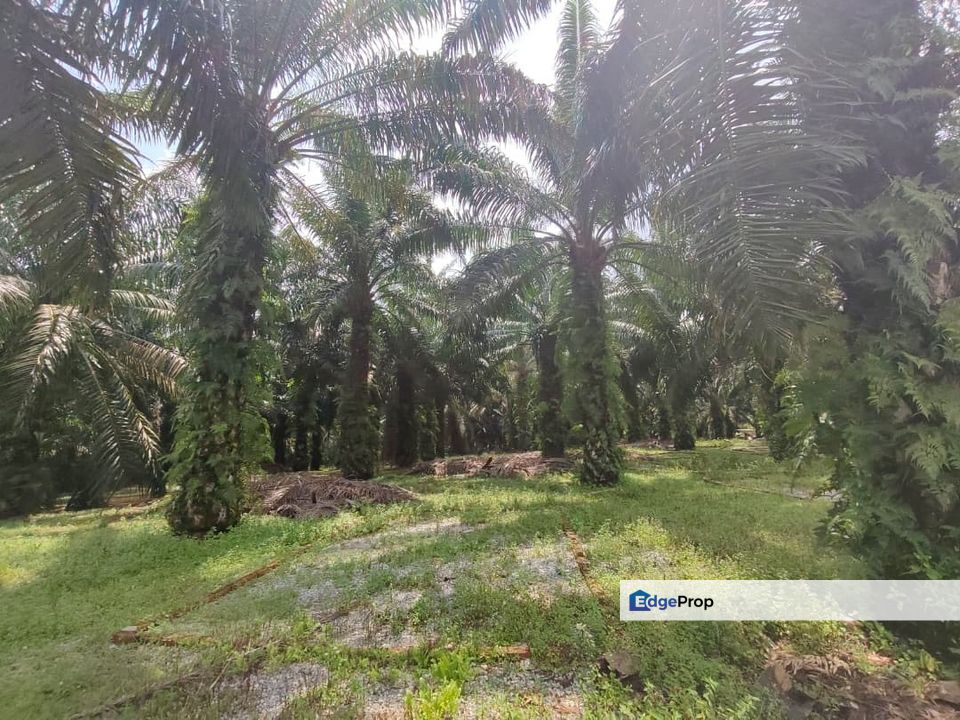 Kota Tinggi 83acre Land for Sale‼️, Johor, Kota Tinggi