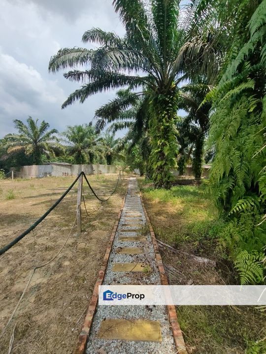 Kota Tinggi 83acre Land for Sale‼️, Johor, Kota Tinggi