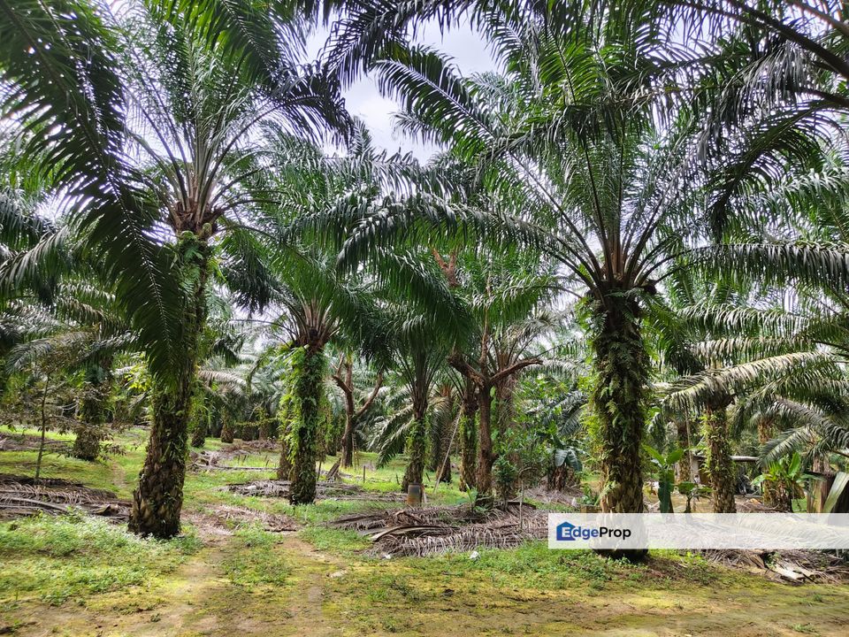 Kangkar Pulai Land for Sale‼️江加蒲莱旺地出售‼️, Johor, Kangkar Pulai