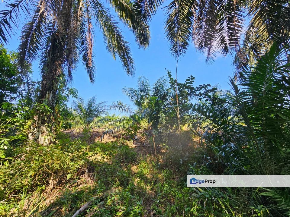 Kota Tinggi Land for Sale‼️, Johor, Kota Tinggi