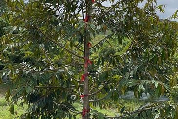 JALAN KUALA LIPIS-KERAMBIT