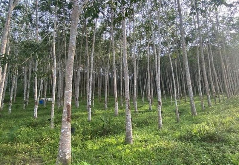 Agri land under residential, industrial zoning, Freehold, foreign investor friendly