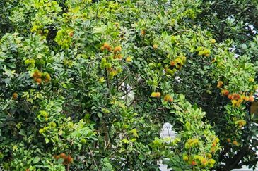 Seksyen 6, Kota Damansara