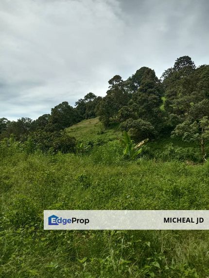 Agriculture plantation , Kedah, Baling