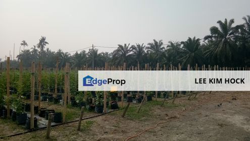 5 Acres Freehold Land In Batu 20, Jalan Kapar For Sale, Selangor, Klang