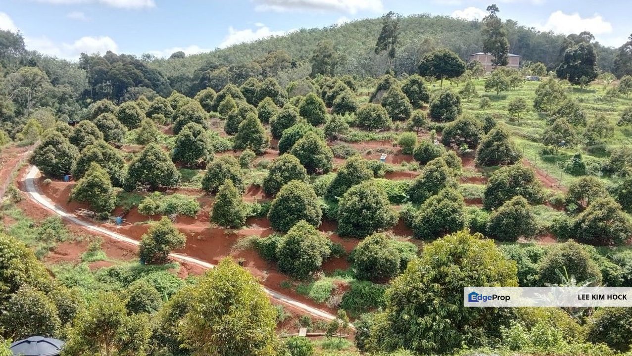 4.25 acres Freehold Durian Farm ( Musang King ) Land Near Kuala Kangsar, Perak For Sale, Perak, Ipoh
