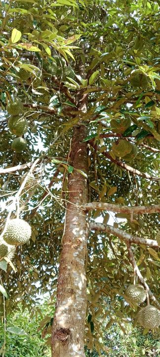 4.25 acres Freehold Durian Farm ( Musang King ) Land Near Kuala Kangsar, Perak For Sale, Perak, Ipoh