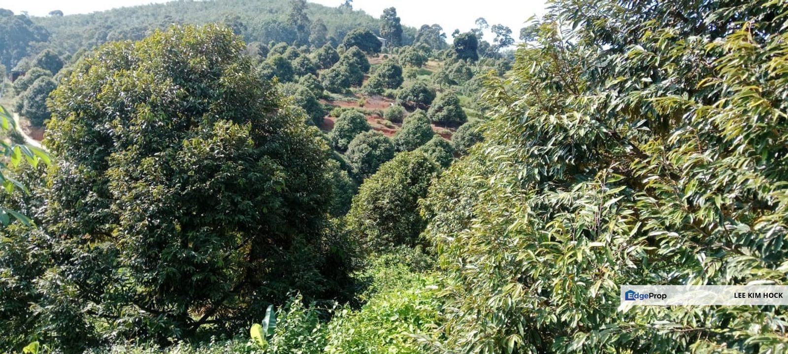 4.25 acres Freehold Durian Farm ( Musang King ) Land Near Kuala Kangsar, Perak For Sale, Perak, Ipoh