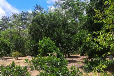 JALAN PAJAM - MANTIN