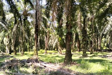4.006 acres Agricultural land near Melaka Bukit Lintang