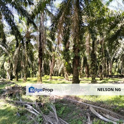 4.006 acres Agricultural land near Melaka Bukit Lintang, Melaka, Jasin