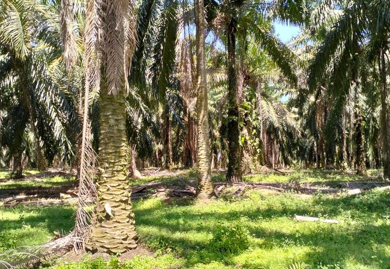 4.006 acres Agricultural land near Melaka Bukit Lintang