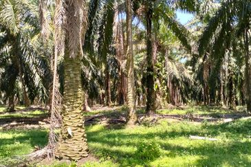 4.006 acres Agricultural land near Melaka Bukit Lintang