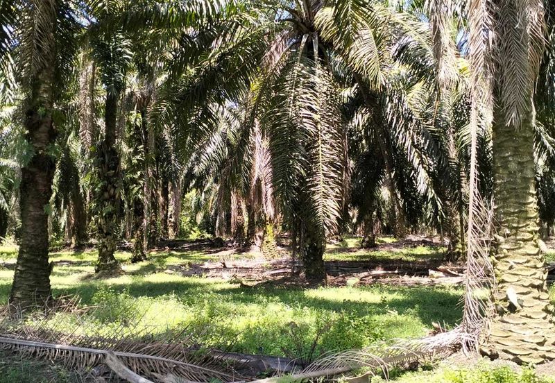 4.006 acres Agricultural land near Melaka Bukit Lintang