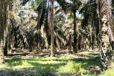 4.006 acres Agricultural land near Melaka Bukit Lintang