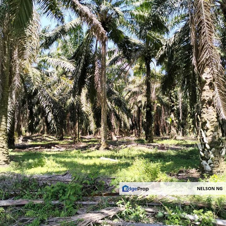 4.006 acres Agricultural land near Melaka Bukit Lintang, Melaka, Jasin