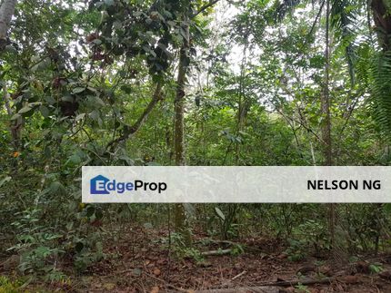 Kuala Sawah Rantau Freehold Agricultural land for sale, Negeri Sembilan, Rantau