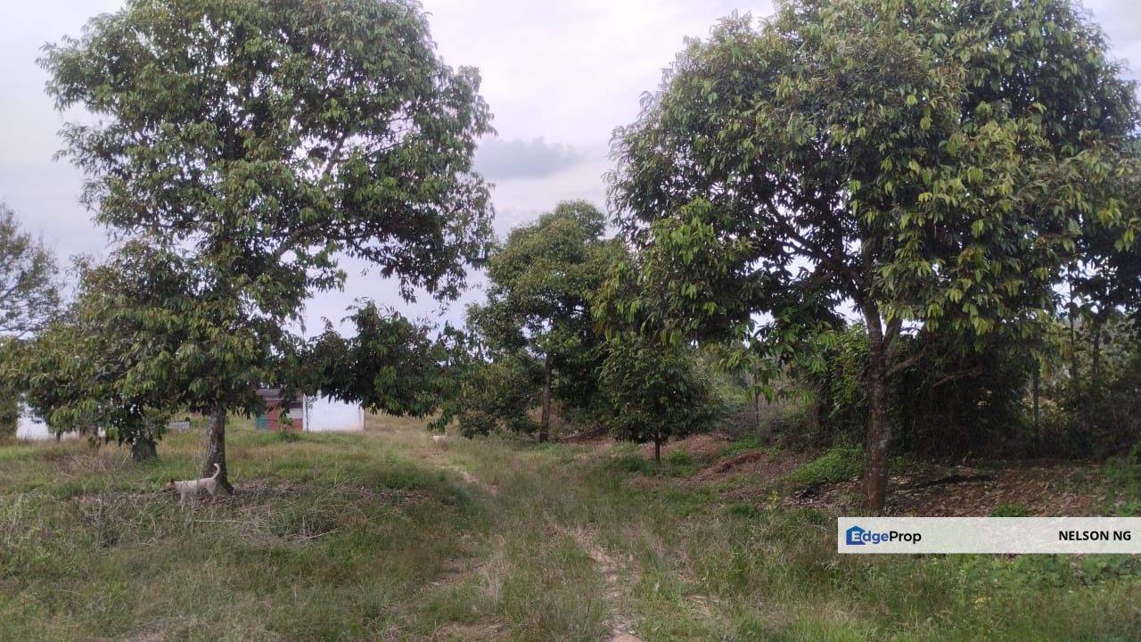 Agricultural land @ Simpang Petang Negeri Sembilan, Negeri Sembilan, Jelebu