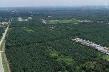 [ Direct Access | 15 Acres ] Telok Panglima Garang, Olak Lempit Agriculture land for Sale