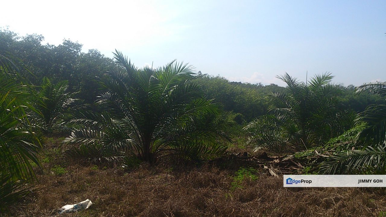 Agriculture Land Kerling 6 Acre near Tanjung Malim Khube Baru Selangor, Perak, Tanjung Malim