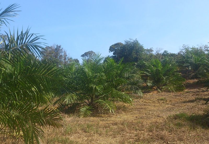 Agriculture Land (Getah) Kerling near Khubu & Tanjung Malim Selangor