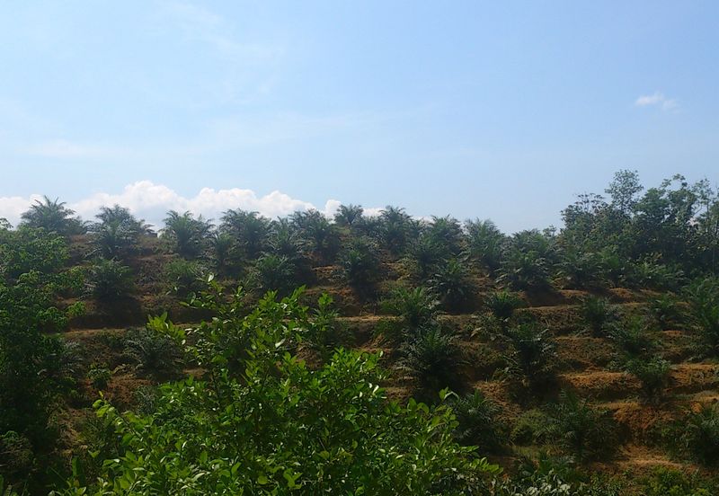 Agriculture Land (Getah) Kerling near Khubu & Tanjung Malim Selangor