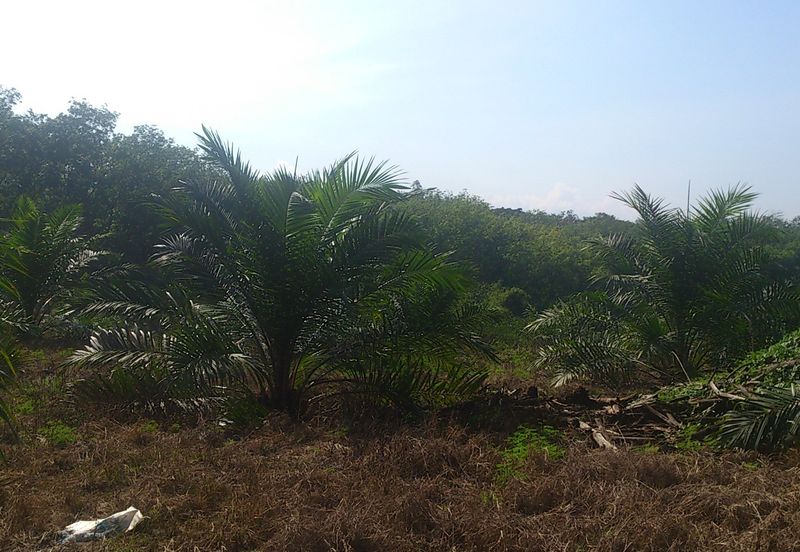 Agriculture Land (Getah) Kerling near Khubu & Tanjung Malim Selangor