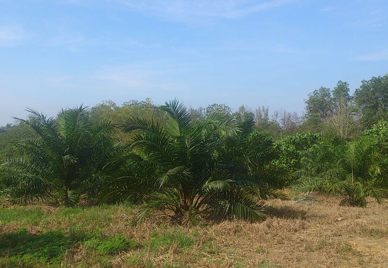 Agriculture Land (Getah) Kerling near Khubu & Tanjung Malim Selangor