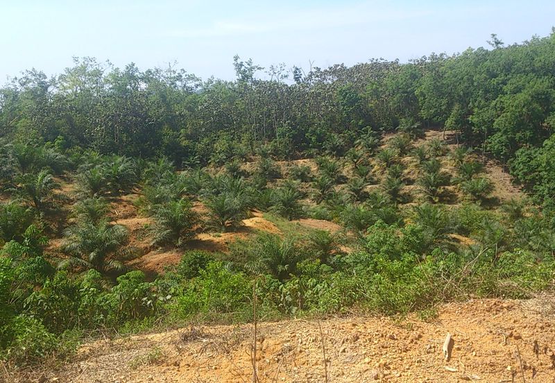 Agriculture Land (Getah) Kerling near Khubu & Tanjung Malim Selangor