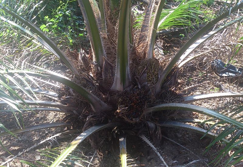 Agriculture Land (Getah) Kerling near Khubu & Tanjung Malim Selangor