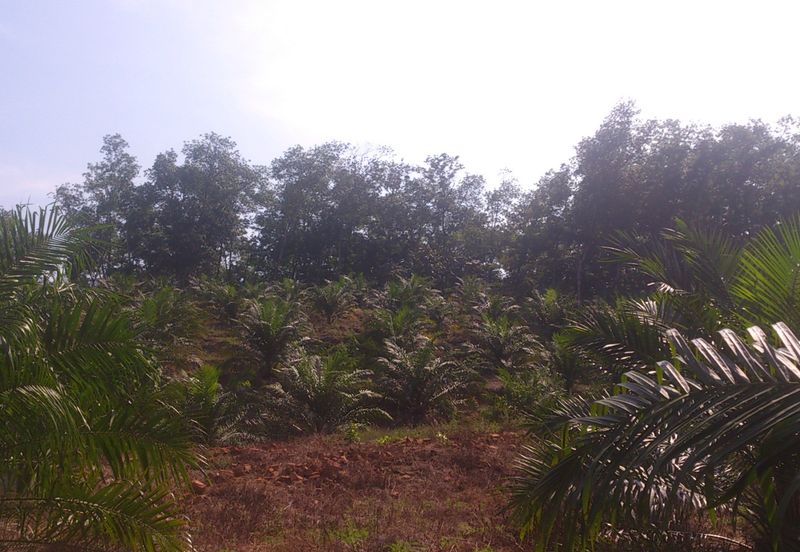Agriculture Land (Getah) Kerling near Khubu & Tanjung Malim Selangor