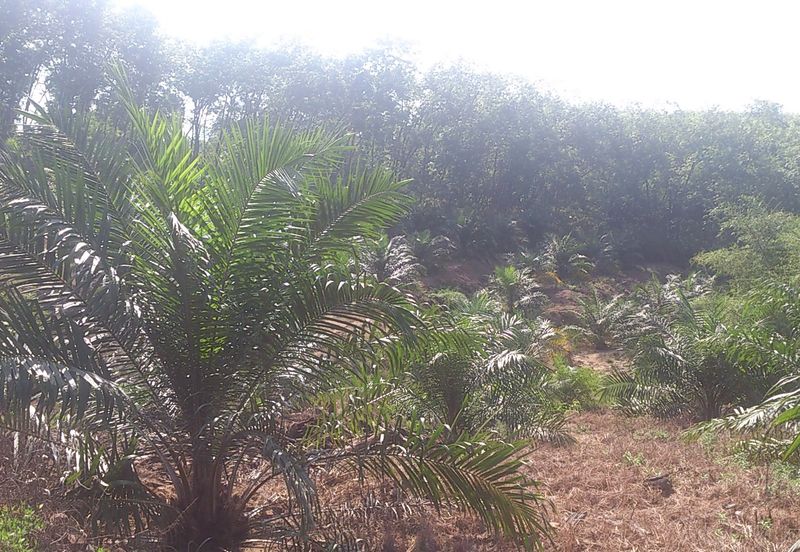 Agriculture Land (Getah) Kerling near Khubu & Tanjung Malim Selangor