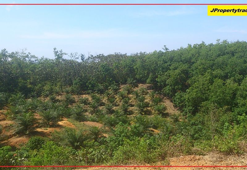 Agriculture Land (Getah) Kerling near Khubu & Tanjung Malim Selangor