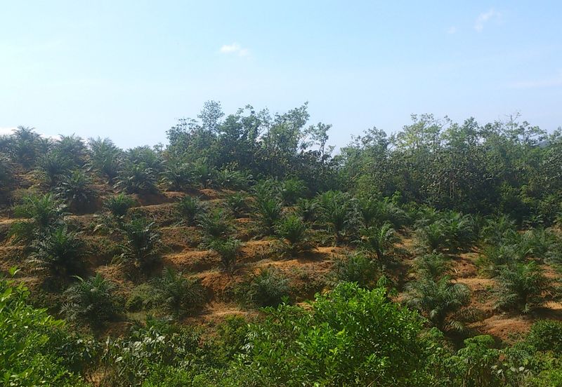 Agriculture Land (Getah) Kerling near Khubu & Tanjung Malim Selangor